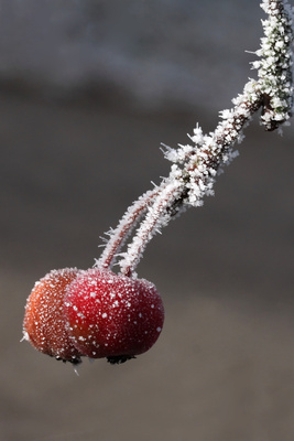 Winterobst Winterobst