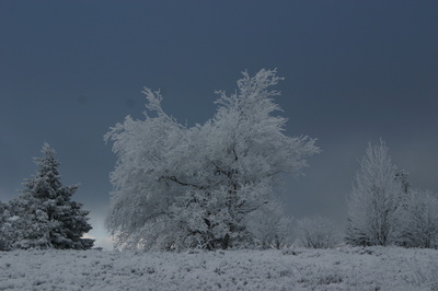 Schneebäume  im  Sauerland