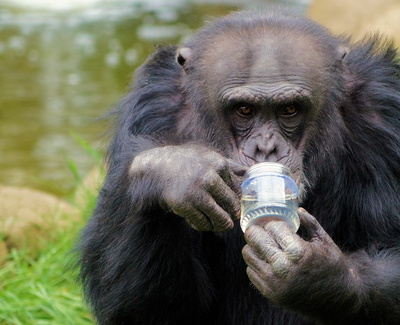 Gorilla trinkt aus Glas