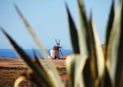 Windmühle hinter Agave