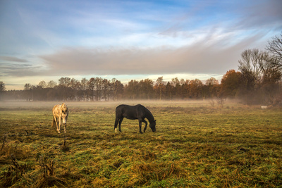 Morgens auf der Weide (2) Morgens auf der Weide (2)