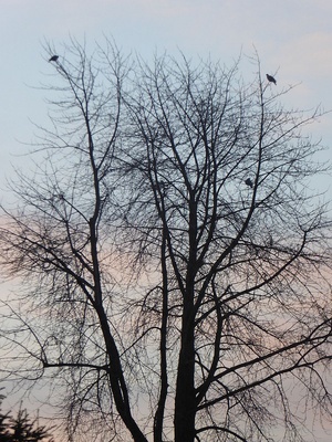 Taubenbaum am Morgen