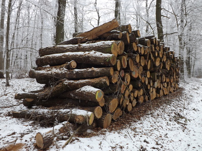 Holzstämme im Winterwald