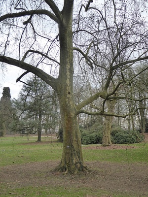 Bäume im Schlosspark