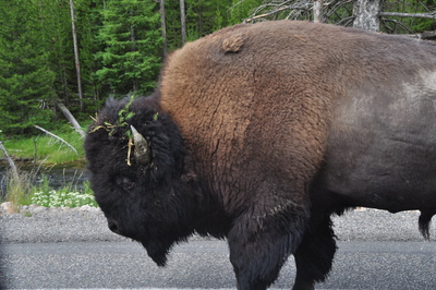 Bison im Yellowstone National Park