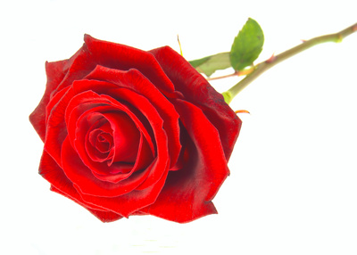 Rose to Valentin – korrigiert Rose to Valentin – korrigiert