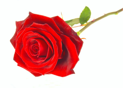 Rose to Valentin  korrigiert