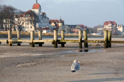 Die Möwe meint, die Ostsee könnte auch etwas wärmer sein.