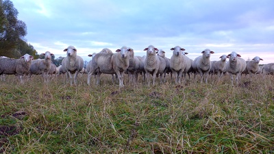 Schafe starren Dich an