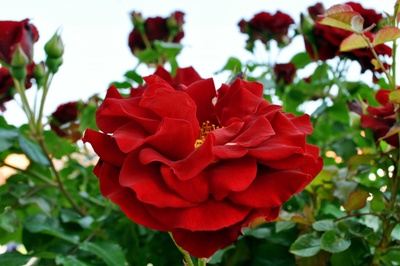 Rote Rose mit Tautropfen