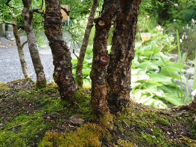 Alte Bonsaiwaldgestaltung aus Lärchenbäumen
