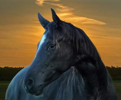 Noch´n Pferd Noch´n Pferd