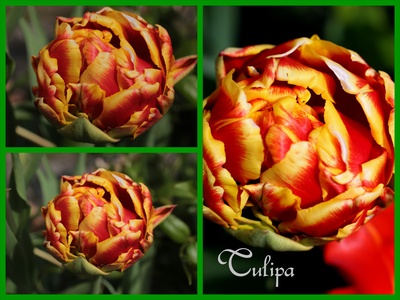 Tulpen_Collage