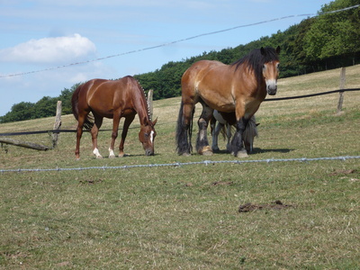 Pferde  im   Sauerland