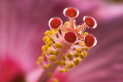 Stempel mit Pollen der Hibiskusblüte