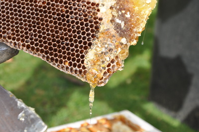 Honig tropft aus Waben