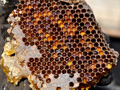 Bienenwaben mit eingelagerten Pollen