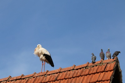 Besucher auf dem Dach