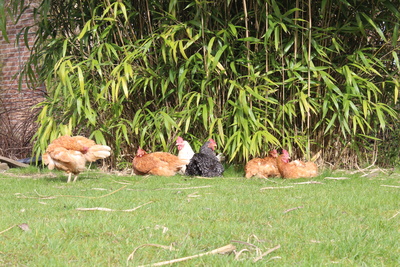 Hühnergruppe