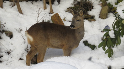 Rehwild im Winterkleid