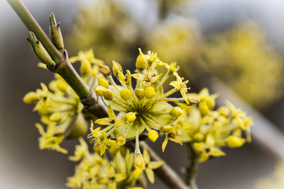Erste Blüten Erste Blüten