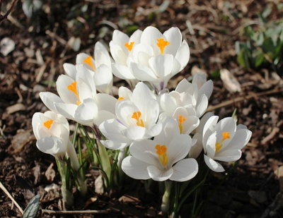 Frühling in weiß
