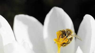 Pollen und Nektar