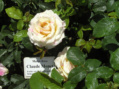 Monet Rose weiß