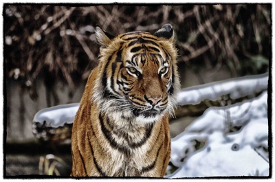 Tiger Dortmund Schnee