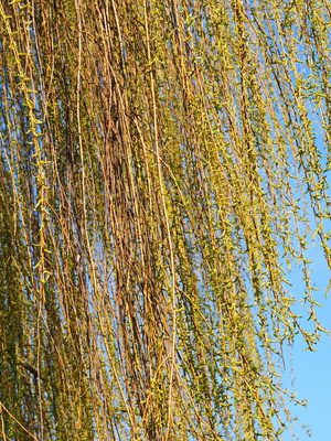 Kostenloses foto: vorhang auf für den frühling 1 pixelio.de