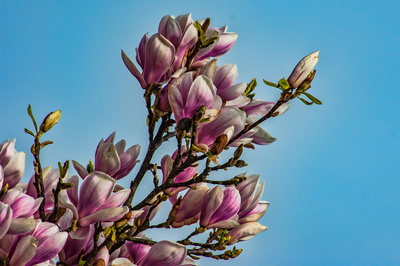 Frühlingboten Frühlingboten