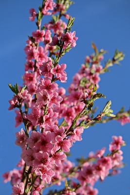 Obstbaumblüte...... Pfirsich