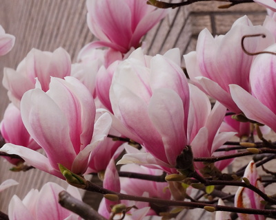 magnolie 2