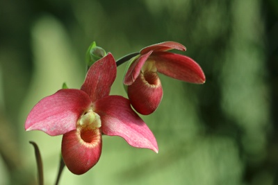 Orchidee...Frauenschuh...
