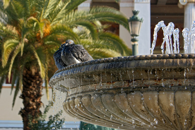 Tauben am Brunnen