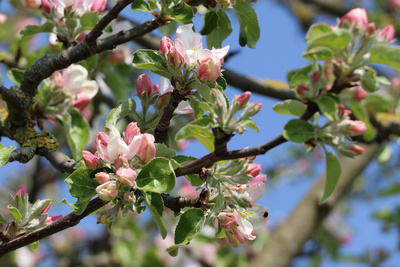 Frühlingsbote - Apfelblüte