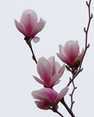 magnolie 3