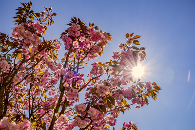 Blüten im Gegenlicht Blüten im Gegenlicht