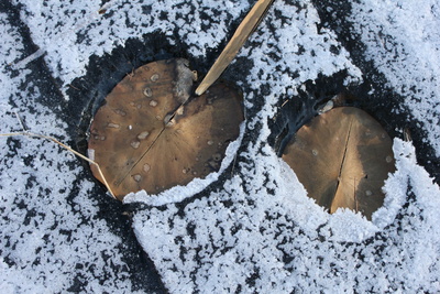 Seerosenblätter im Winter