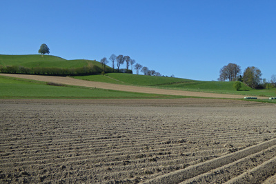 Die Kartoffeln sind im Boden