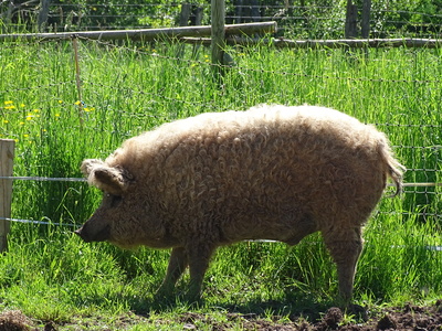 Mangalitza Schwein