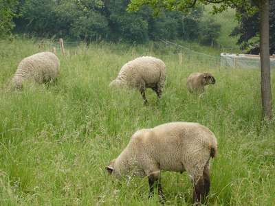 Schafe  im   Sauerland