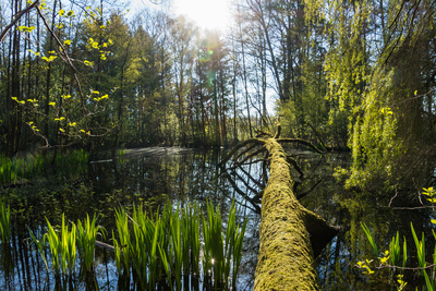 Der Natur überlassen Der Natur überlassen