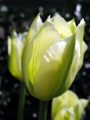 Helle Tulpe im Garten