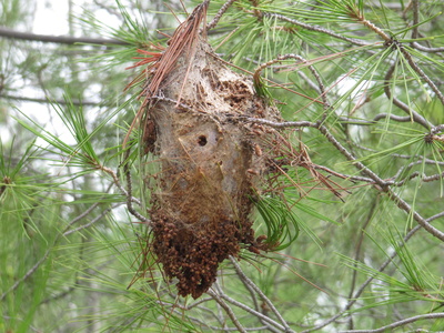 Nest von Wildbienen