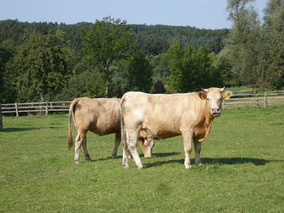 Rinder  im   Sauerland