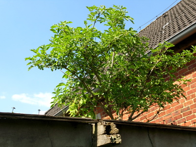 Baum sprießt auf dem alten Dach