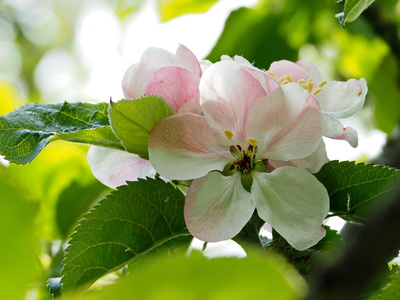 apfelblüte im sonnenschein