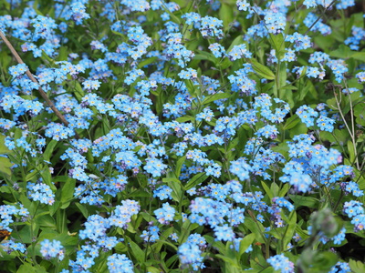 blauer blütenteppich