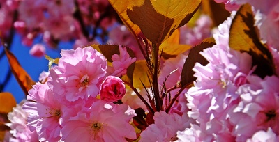 Japanische Blütenkirsche
